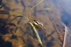 Gerris latiabdominis