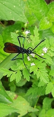 Aculeata