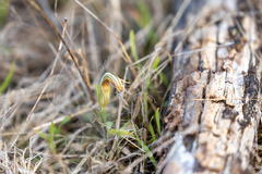 Pterostylis truncata