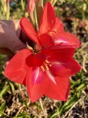 Gladiolus carmineus