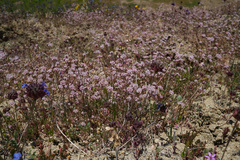 Eriogonum argillosum