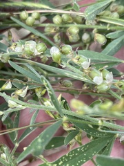Crotalaria sphaerocarpa sphaerocarpa
