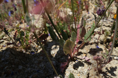 Eriogonum argillosum
