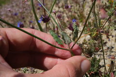 Eriogonum argillosum