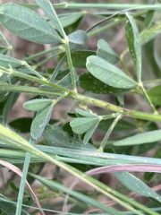 Crotalaria sphaerocarpa sphaerocarpa