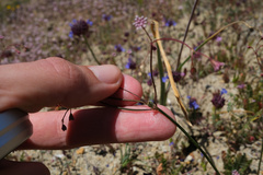 Eriogonum argillosum