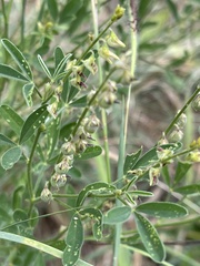 Crotalaria sphaerocarpa sphaerocarpa