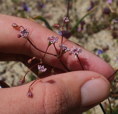 Eriogonum argillosum