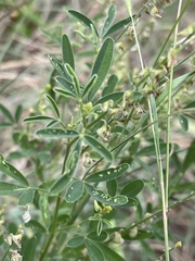 Crotalaria sphaerocarpa sphaerocarpa