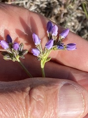 Gilia diegensis