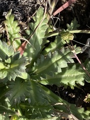 Gilia diegensis