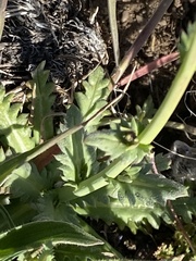 Gilia diegensis