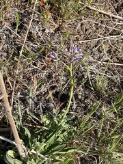 Gilia diegensis