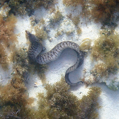 Gymnothorax nubilus