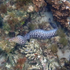 Gymnothorax nubilus