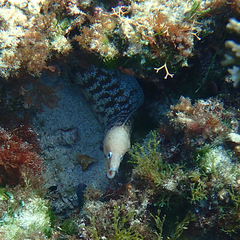 Gymnothorax nubilus
