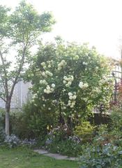 Magnoliopsida