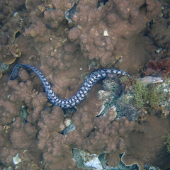 Gymnothorax nubilus