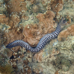 Gymnothorax nubilus
