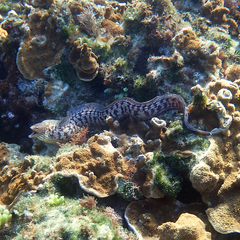 Gymnothorax nubilus