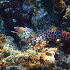 Gymnothorax nubilus
