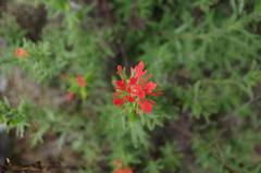 Castilleja fissifolia