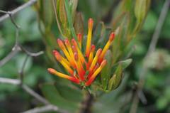 Tristerix longibracteatus