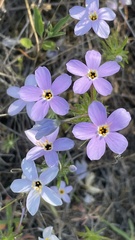 Leptosiphon androsaceus