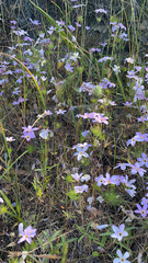 Leptosiphon androsaceus