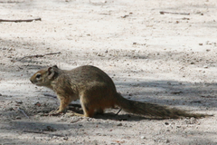 Paraxerus cepapi phalaena