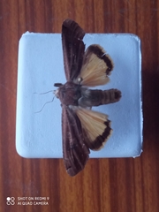 Noctua pronuba