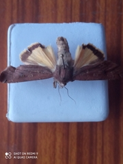 Noctua pronuba
