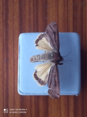 Noctua pronuba