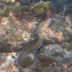 Gymnothorax annasona