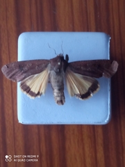 Noctua pronuba