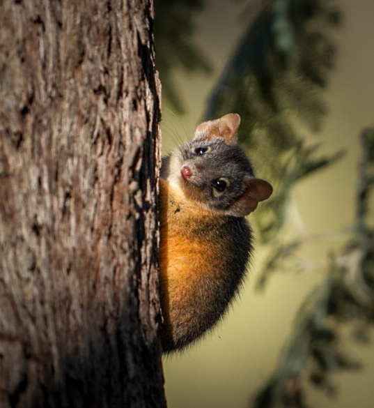 Yellow-footed Antechinus from Chiltern Park Conservation Reserve ...