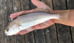 Genyonemus lineatus