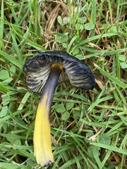 Hygrocybe conica