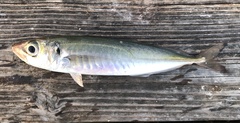 Trachurus symmetricus