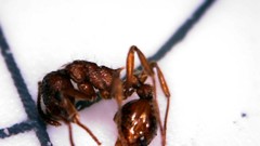 Myrmica rubra