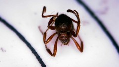 Myrmica rubra