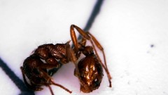 Myrmica rubra