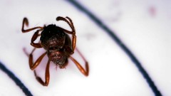Myrmica rubra