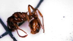 Myrmica rubra