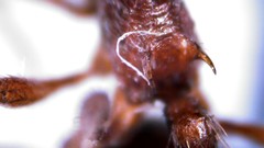Myrmica rubra