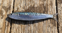 Sardinops sagax