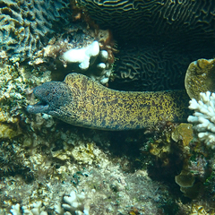 Gymnothorax annasona