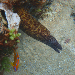 Gymnothorax annasona