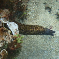 Gymnothorax annasona