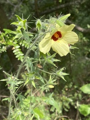 Hibiscus physaloides